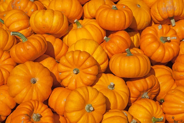 Calabazas coloridas — Foto de Stock