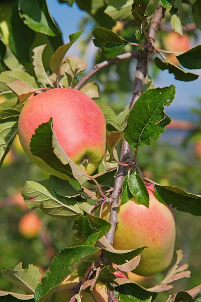 Applen puutarha — kuvapankkivalokuva