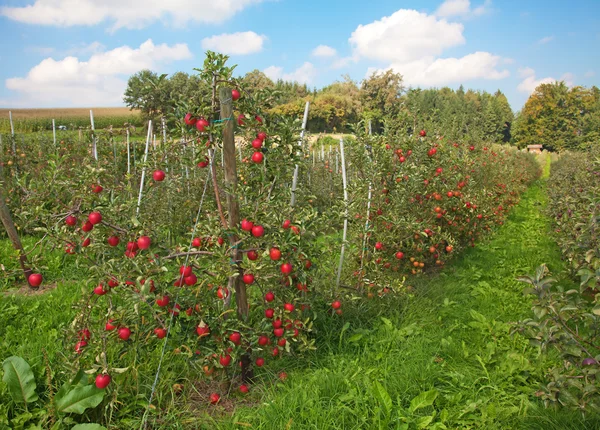 Jabłko ogród — Zdjęcie stockowe
