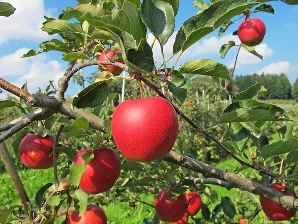 Apple trädgård — Stockfoto