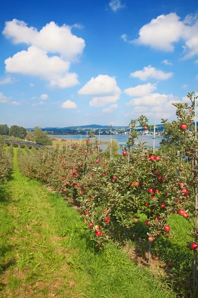 Apple trädgård — Stockfoto