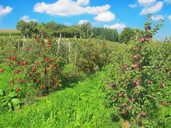 Jardin de pommes — Photo