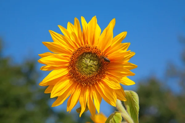 Пчела на подсолнухе — стоковое фото