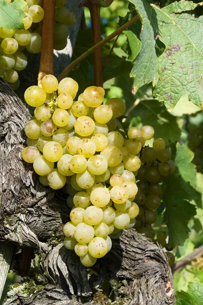 Sárga szőlő — Stock Fotó