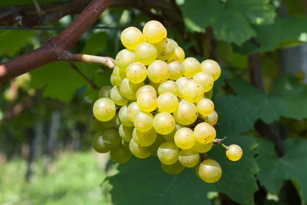 Sárga szőlő — Stock Fotó