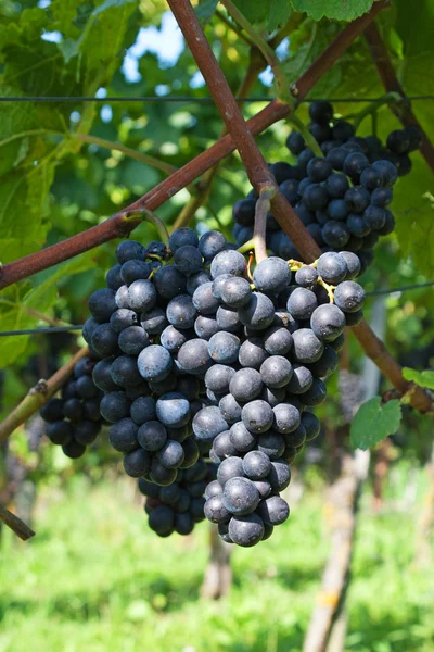 Синій винограду — стокове фото