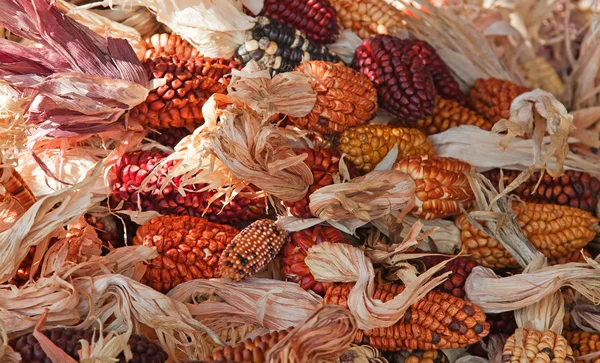 Декоративная кукуруза — стоковое фото