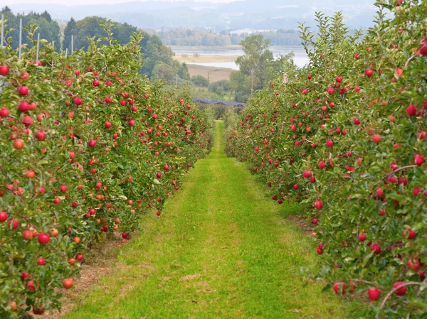 アップル ガーデン — ストック写真