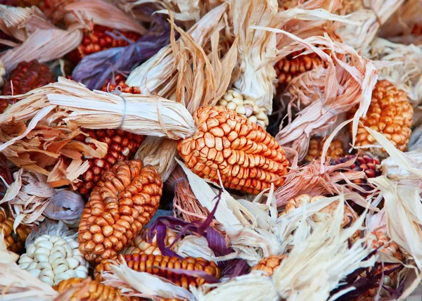 Ozdobny kukurydzy — Zdjęcie stockowe