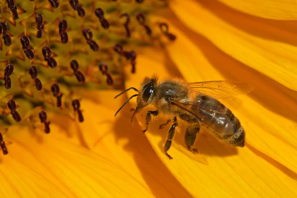 stock image Bee on sunflower