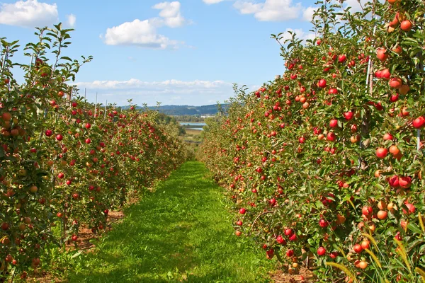 Яблочный сад — стоковое фото