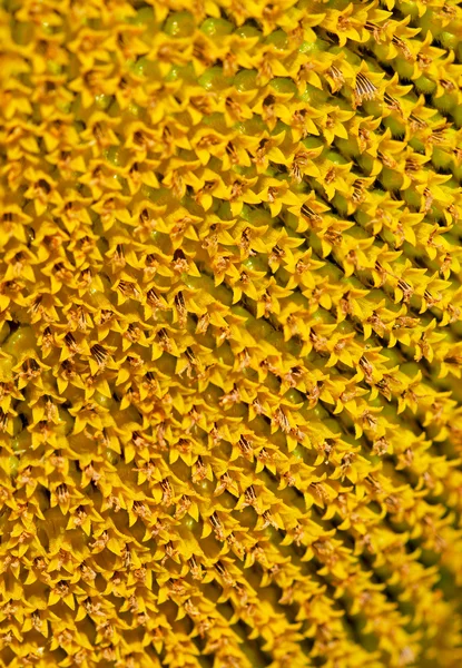 Sonnenblumen-Nahaufnahme — Stockfoto