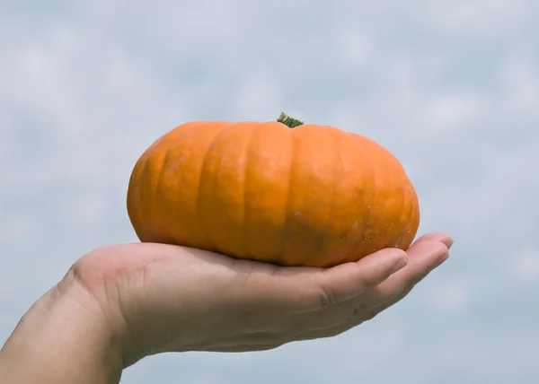 stock image Orange pumpkin on the hand