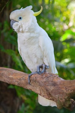 Sulphur-crested cockatoo clipart
