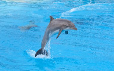 Bottlenose dolphin clipart