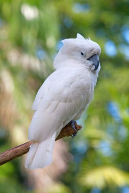 Yellow crested australian white cockatoo clipart