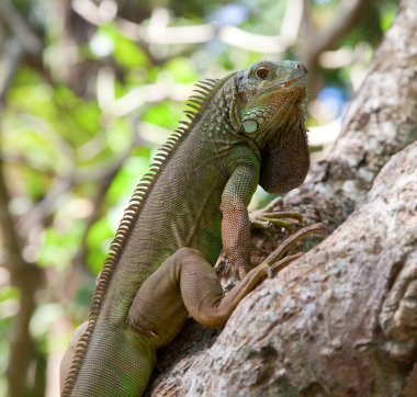 Genç yeşil iguana