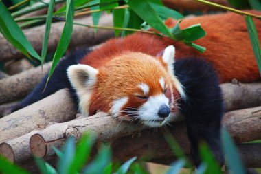 Red panda (firefox)