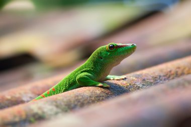 Green gecko clipart