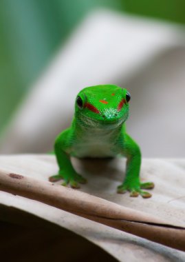 Green gecko clipart