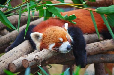 Red panda (firefox) clipart