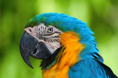 Mavi ve Sarı Macaw