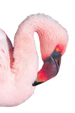 pembe flamingo Close-Up