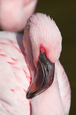 pembe flamingo