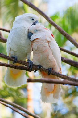 Pair of cockatoo parrots on the tree clipart