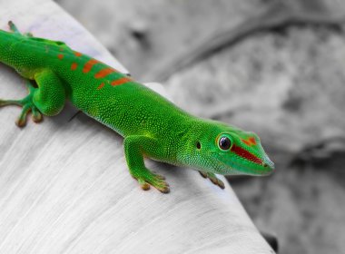 Madagascar day gecko clipart