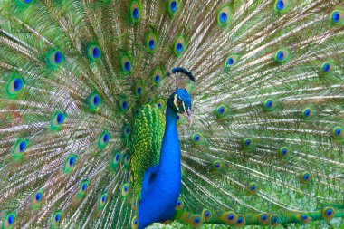 Beautiful color peacock clipart