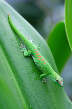 Madagaskar gün gecko