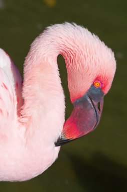 pembe flamingo