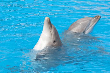 Pair of bottlenose dolphins clipart