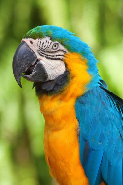 A blue and yellow macaw clipart
