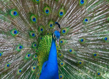 Beautiful color peacock clipart