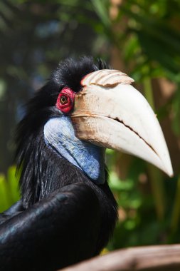 Male Hornbill clipart