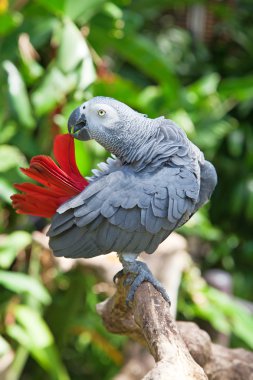 African grey parrot clipart