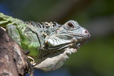 Yeşil iguana