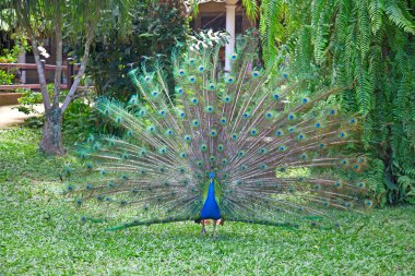 Peacock with fully fanned tail clipart