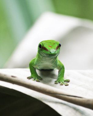 Green gecko clipart