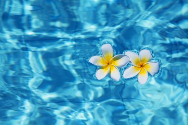 Tropical frangipani flower in water clipart