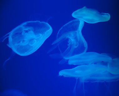 Jellyfishes
