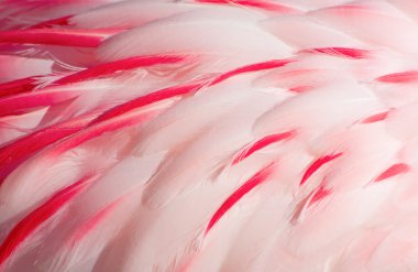 pembe flamingo tüyler