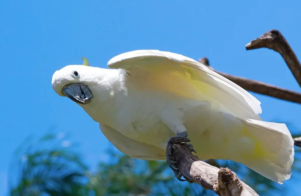 Svavel-krönad kakadua — Stockfoto