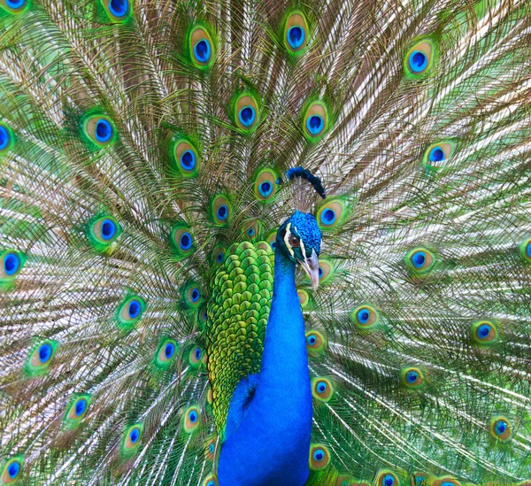 Beautiful male peacock — Stock fotografie