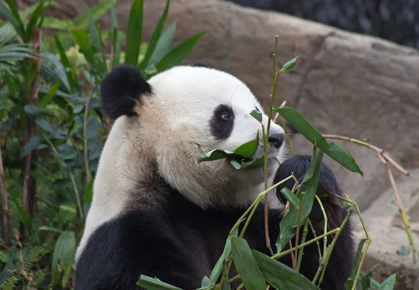 Медведь Панда — стоковое фото