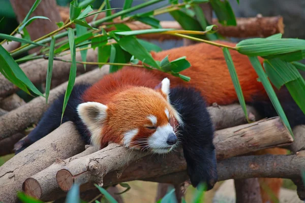 stock image Red panda (firefox)