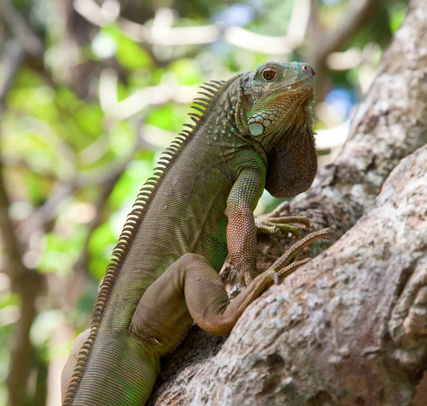 Iguana verde joven — Foto de Stock