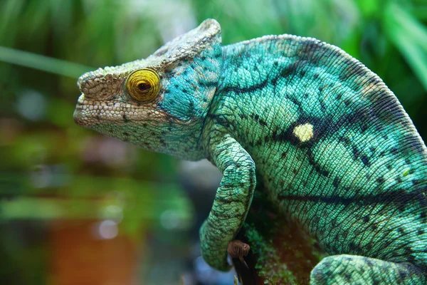Green male chameleon